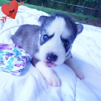 AKC OFA & Embark Parents, a male Siberian Husky for sale in Anderson, SC – 4 of 10