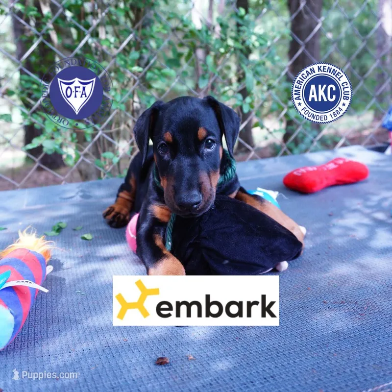 AKC Euro OFA & Embark - Hahn – Doberman Pinscher puppy for sale in Anderson, SC