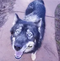 AKC Agouti Trained Spayed, a female Siberian Husky for sale in Anderson, SC – 4 of 8