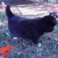 Health Tested Parents - Cyclops, a male Siberian Husky for sale in Anderson, SC – 3 of 10
