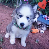 AKC OFA & Embark Parents, a male Siberian Husky for sale in Anderson, SC – 2 of 10