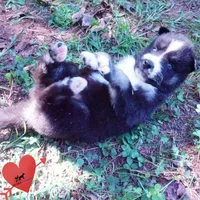 Health Tested Parents - Cyclops, a male Siberian Husky for sale in Anderson, SC – 3 of 10