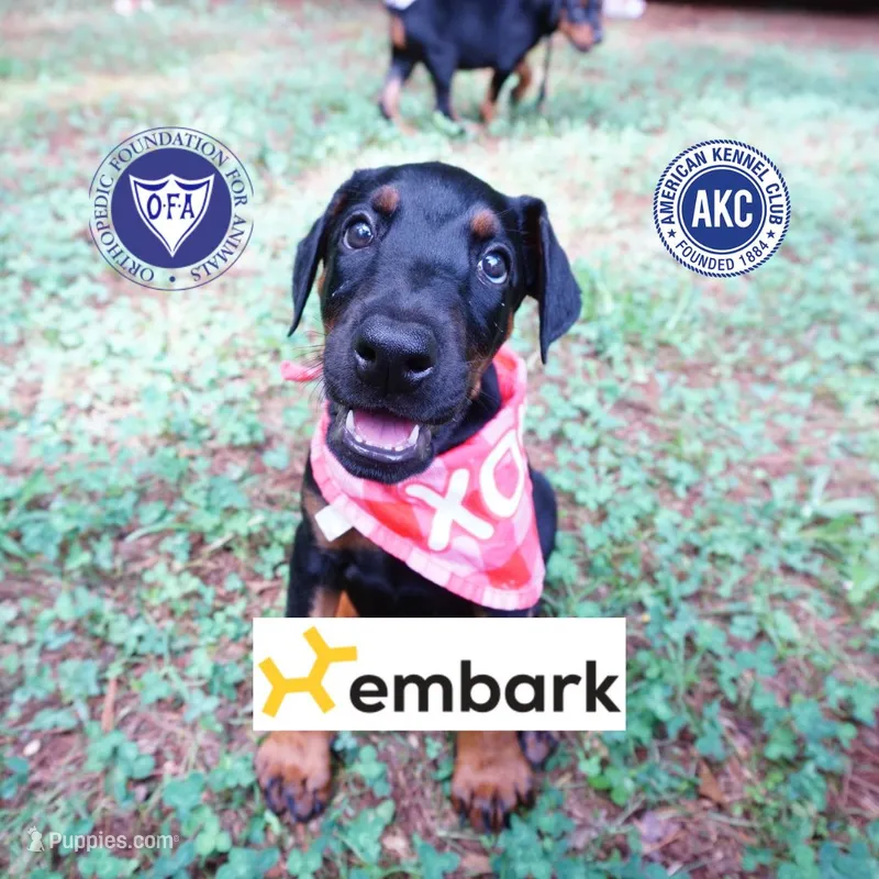 Ear cropped - Full Euro – Doberman Pinscher puppy for sale in Anderson, SC