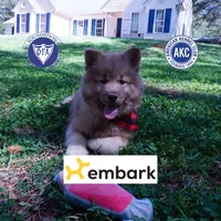 Brown/white Embark AKC OFA, a male Siberian Husky for sale in Anderson, SC – Photo 1 of 10