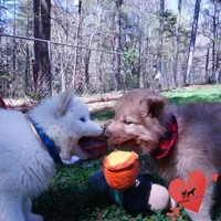 Brown/white Embark AKC OFA, a male Siberian Husky for sale in Anderson, SC – Photo 5 of 10