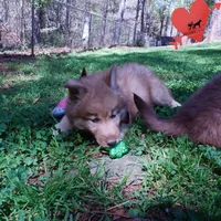 Brown/white Embark AKC OFA, a male Siberian Husky for sale in Anderson, SC – Photo 4 of 10