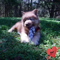 Brown/white Embark AKC OFA, a male Siberian Husky for sale in Anderson, SC – Photo 6 of 10