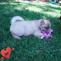AKC Solid Brown OFA Embark, a female Siberian Husky for sale in Anderson, SC – 6 of 10