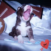 Brown/white AKC, a male Siberian Husky for sale in Anderson, SC – Photo 5 of 10