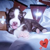 Brown/white AKC, a male Siberian Husky for sale in Anderson, SC – Photo 6 of 10