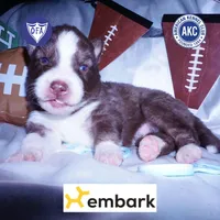 Brown/white AKC, a male Siberian Husky for sale in Anderson, SC – Photo 1 of 10