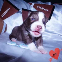 Brown/white AKC, a male Siberian Husky for sale in Anderson, SC – Photo 4 of 10