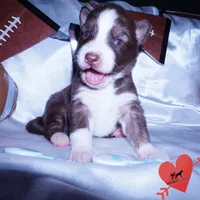 Brown/white AKC, a male Siberian Husky for sale in Anderson, SC – Photo 7 of 10