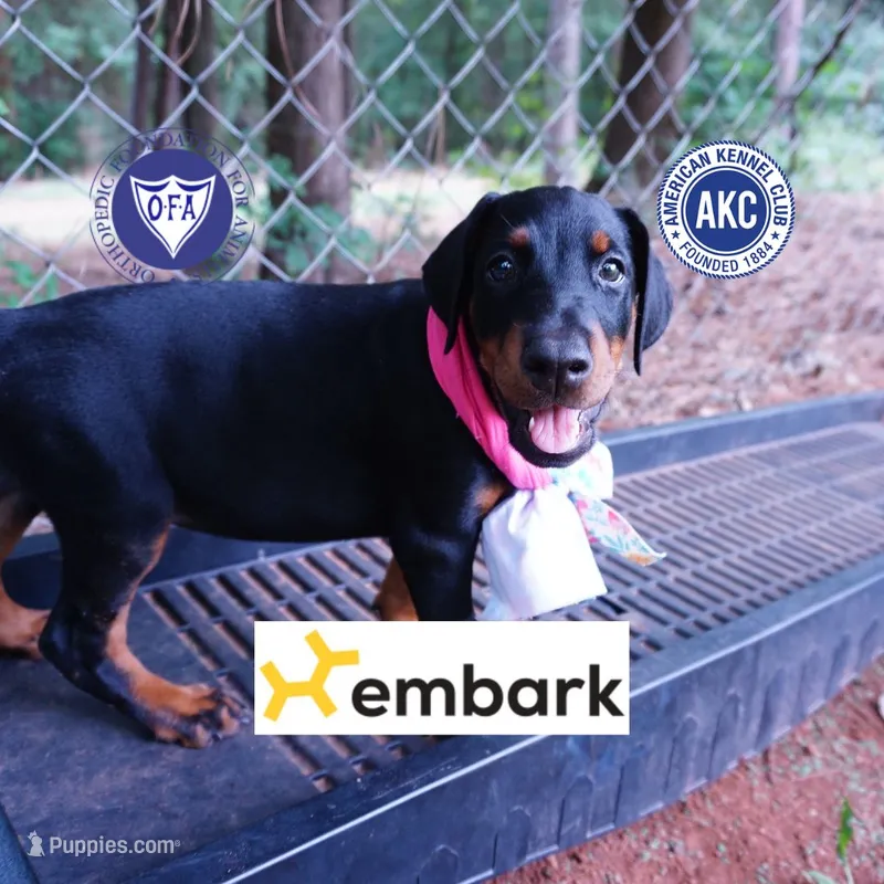 Champion & Full Euro AKC - Yue – Doberman Pinscher puppy for sale in Anderson, SC