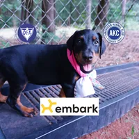 Champion & Full Euro AKC - Yue, a female Doberman Pinscher for sale in Anderson, SC – 1 of 10