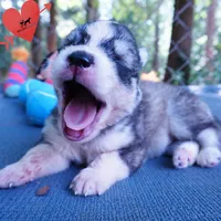 OFA & Embark Tested Parents - Usopp, a male Siberian Husky for sale in Anderson, SC – 9 of 10