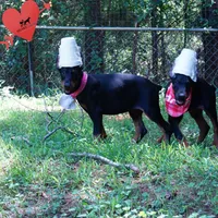 Champion & Full Euro AKC - Yue, a female Doberman Pinscher for sale in Anderson, SC – 7 of 10