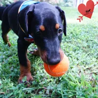 AKC Euro OFA & Embark - Sokka, a male Doberman Pinscher for sale in Anderson, SC – 6 of 10