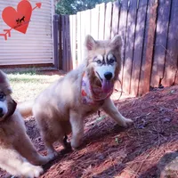 Embark, AKC, & OFA, a female Siberian Husky for sale in Anderson, SC – 7 of 8
