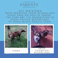 Ready mid Ocotober, a  Siberian Husky for sale in Anderson, SC – 1 of 10