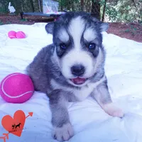OFA & Embark Tested Parents - Gerogina, a male Siberian Husky for sale in Anderson, SC – 4 of 10