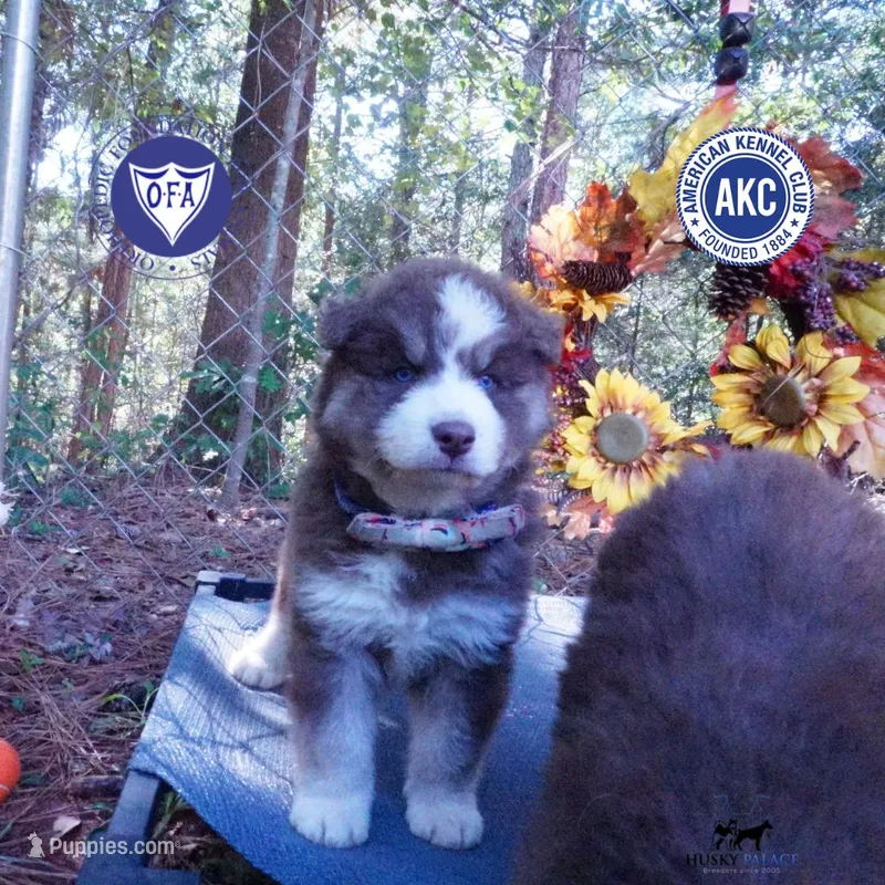 AKC & OFA Poseidon – Siberian Husky puppy for sale in Anderson, SC