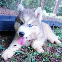 Embark, AKC, & OFA, a female Siberian Husky for sale in Anderson, SC – 9 of 10