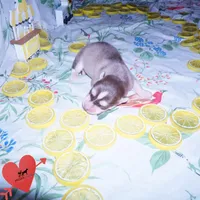 OFA & AKC - Aphrodite, a female Siberian Husky for sale in Anderson, SC – 2 of 7