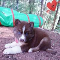 Embark & OFA Tested Parents, a male Siberian Husky for sale in Anderson, SC – 4 of 10