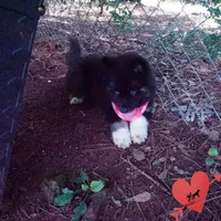 AKC Black/white OFA & Embark, a female Siberian Husky for sale in Anderson, SC – 8 of 10