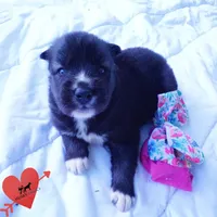 Agouti OFA, AKC, & Embark, a female Siberian Husky for sale in Anderson, SC – 7 of 10