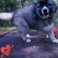 AKC Agouti, a female Siberian Husky for sale in Anderson, SC – Photo 7 of 10