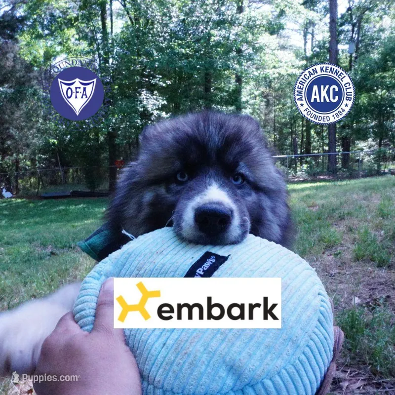 AKC Agouti – Siberian Husky puppy for sale in Anderson, SC