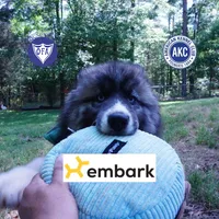 AKC Agouti, a female Siberian Husky for sale in Anderson, SC – Photo 1 of 10