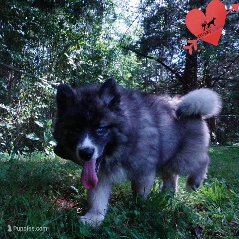 AKC Agouti Embark & OFA Parents – Siberian Husky puppy for sale in Anderson, SC