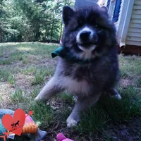 AKC Agouti, a female Siberian Husky for sale in Anderson, SC – Photo 8 of 10