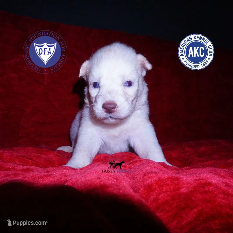 Solid White Female AKC OFA – Siberian Husky puppy for sale in Anderson, SC