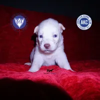 Solid White Female AKC OFA, a female Siberian Husky for sale in Anderson, SC – 1 of 10