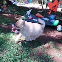 AKC Solid Brown OFA Embark, a female Siberian Husky for sale in Anderson, SC – 2 of 10