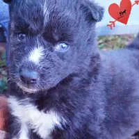 Kate - Solid Black, a female Siberian Husky for sale in Anderson, SC – 6 of 10