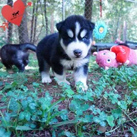 OFA & Embark Tested - Luffy, a male Siberian Husky for sale in Anderson, SC – 4 of 10