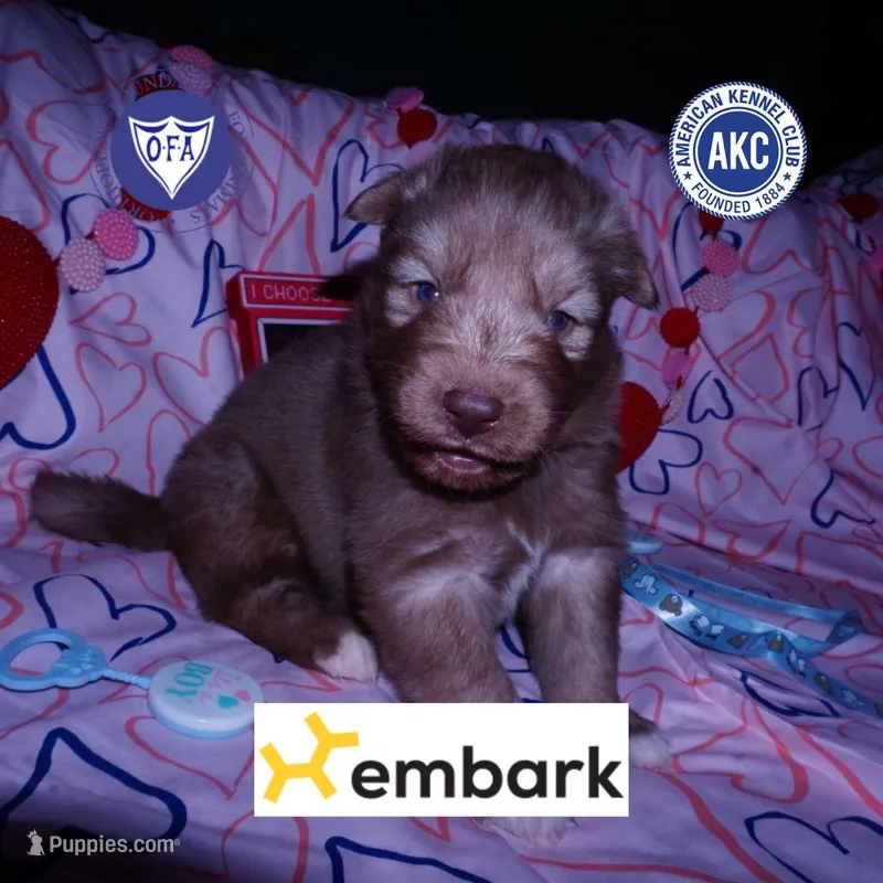 Brown/white Ready in March