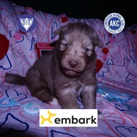 Brown/white Ready in March, a male Siberian Husky for sale in Anderson, SC – Photo 1 of 10