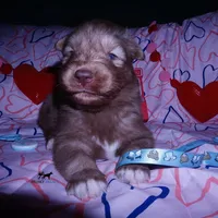 Brown/white Ready in March, a male Siberian Husky for sale in Anderson, SC – Photo 7 of 10
