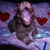 Brown/white Ready in March, a male Siberian Husky for sale in Anderson, SC – Photo 2 of 10