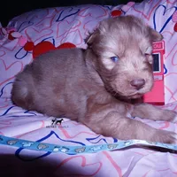 Brown/white Ready in March, a male Siberian Husky for sale in Anderson, SC – Photo 8 of 10