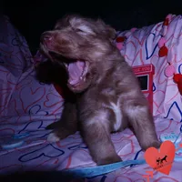 Brown/white Ready in March, a male Siberian Husky for sale in Anderson, SC – Photo 5 of 10