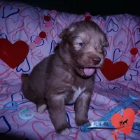 Brown/white Ready in March, a male Siberian Husky for sale in Anderson, SC – Photo 4 of 10