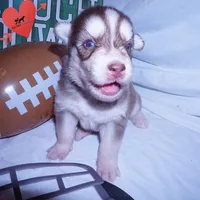 OFA & AKC - Hades, a male Siberian Husky for sale in Anderson, SC – 7 of 10