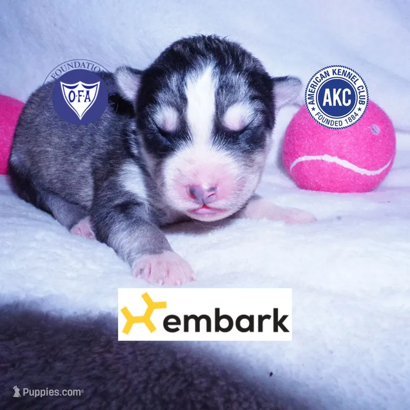 OFA & Embark Tested Parents – Siberian Husky puppy for sale in Anderson, SC